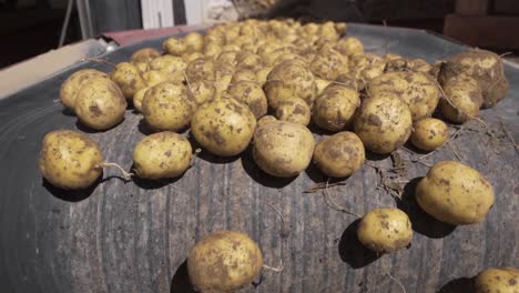 Potato-tubers-pouring-from-conveyor.-Slow-Motion.